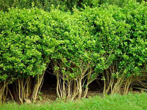  Image name: bosso2.jpg 
 width: 500 pixel 
 height: 375 pixel 
 Size: 297738 bytes 
 Click to enlarge 